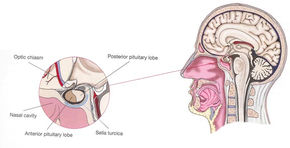 Pituitary Gland