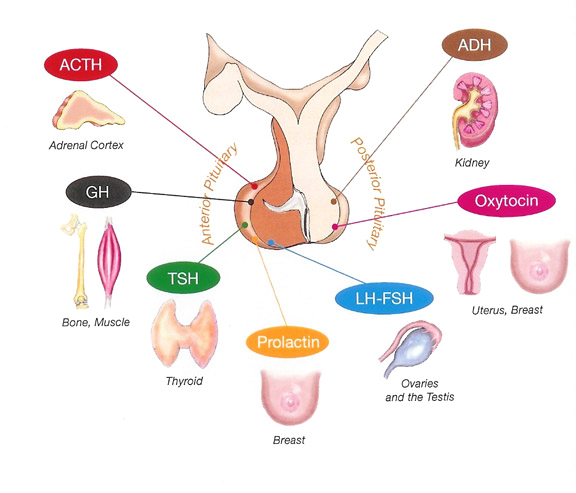 Pituitary Gland